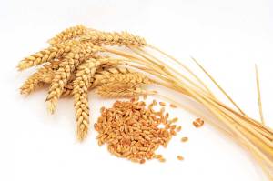 raw-materials-trading-wheat-binary-options